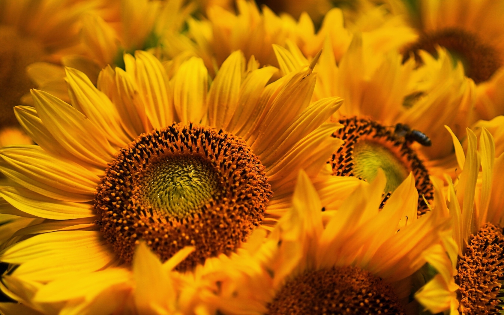 Букет из желтых цветов подсолнуха