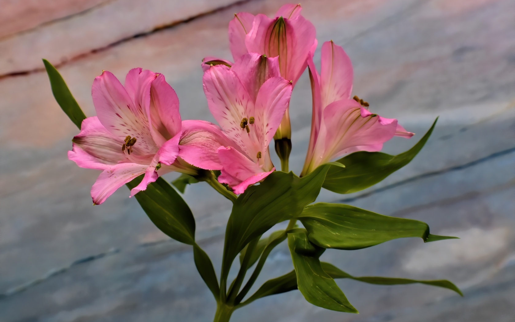 Ветка розовых цветов альстромерия