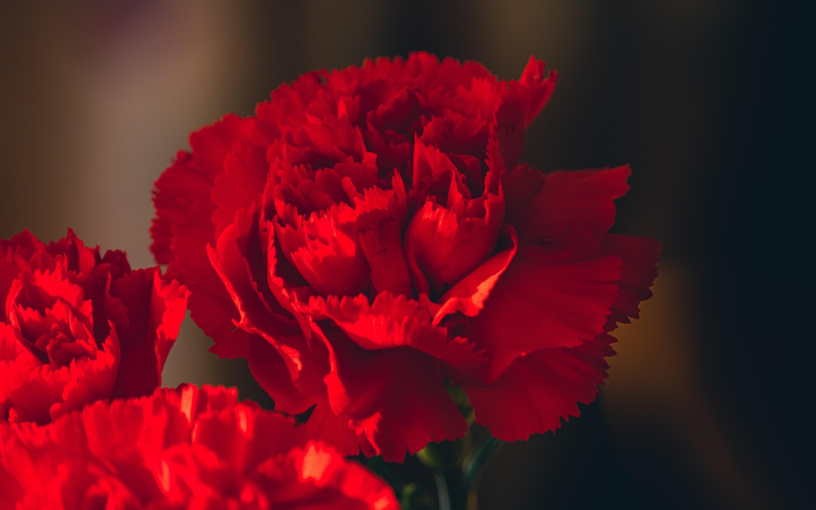 Яркие красные гвоздики крупным планом