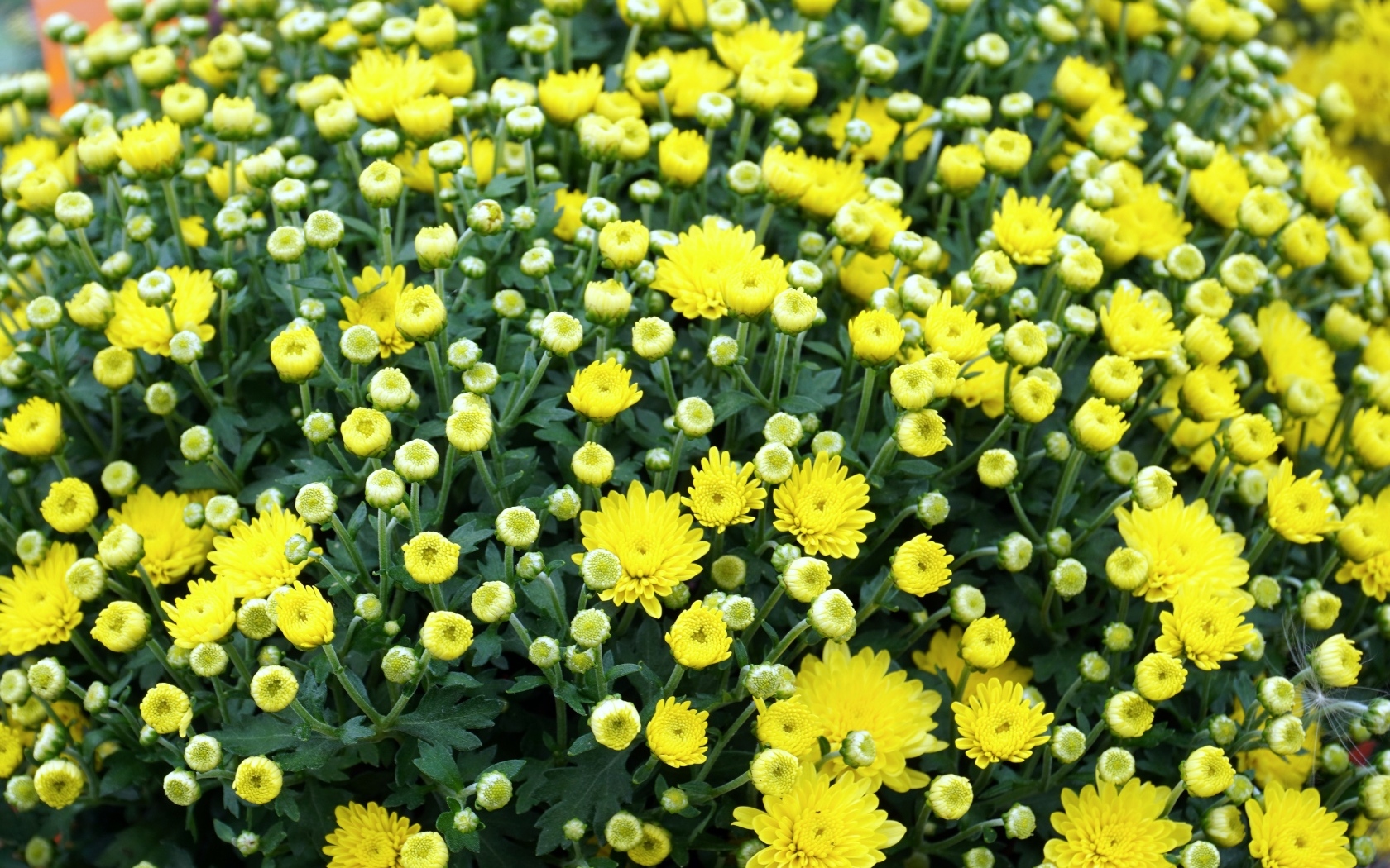 Куст распускающихся желтых цветов хризантемы