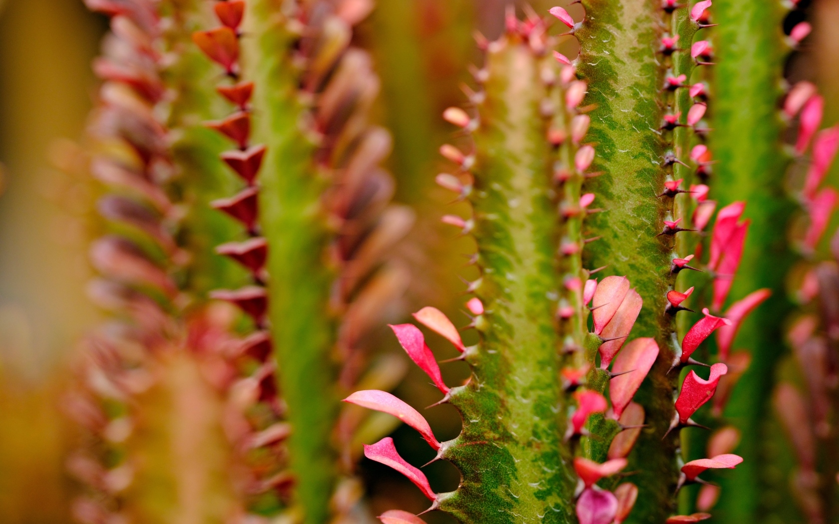 Кактус с красными лепестками крупным планом