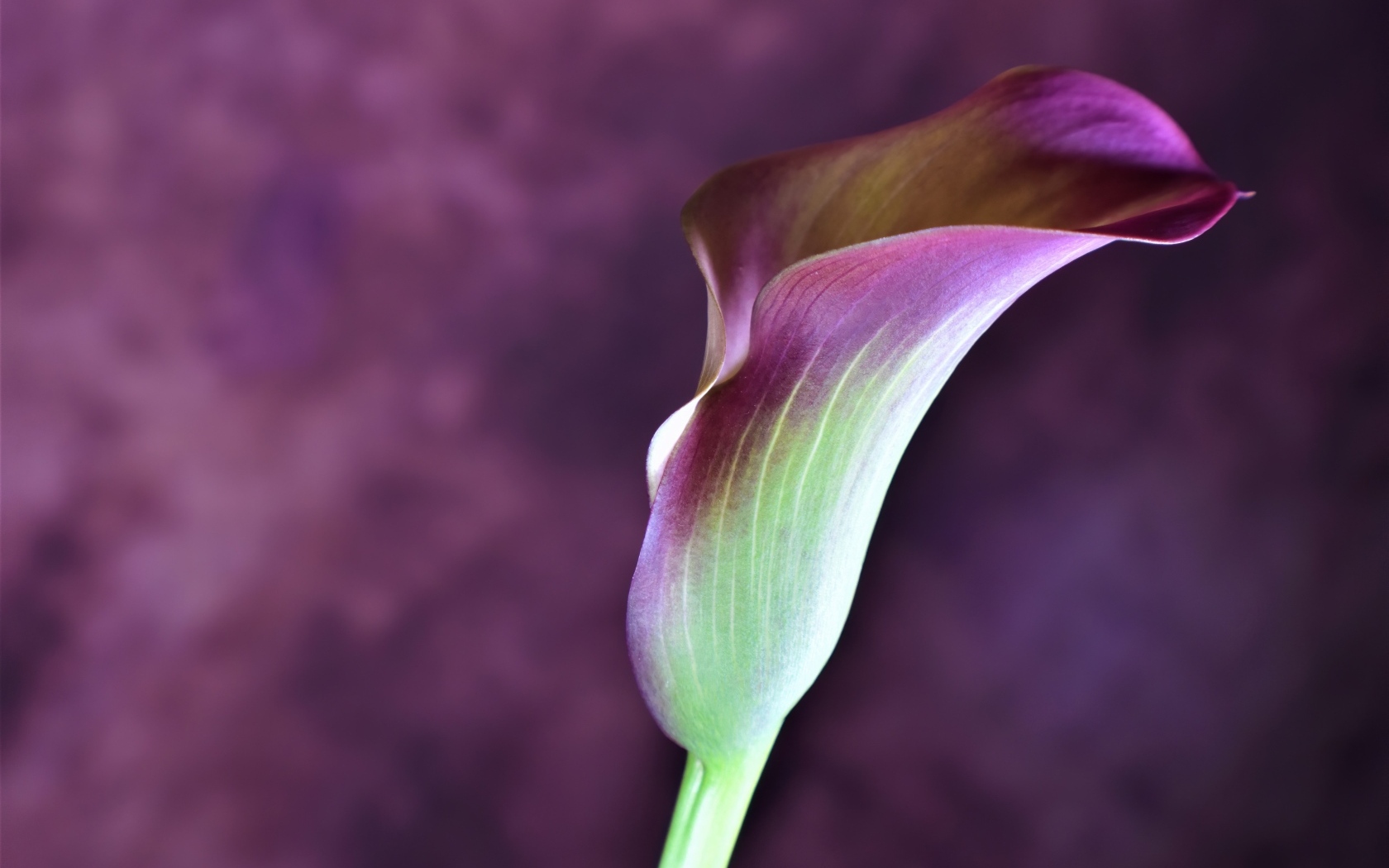 Цветок калла крупным планом