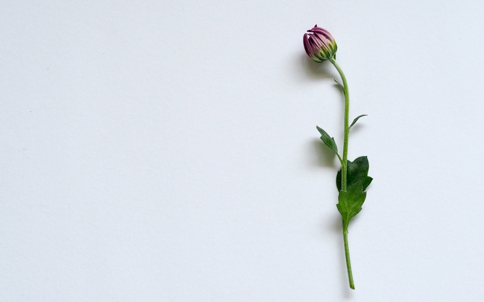 Цветок хризантемы на сером фоне