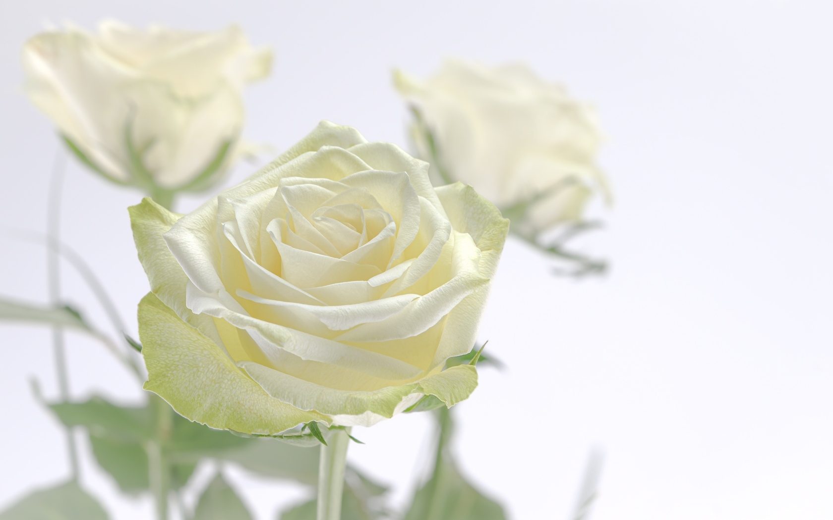 Нежный цветок ароматной белой розы крупным планом