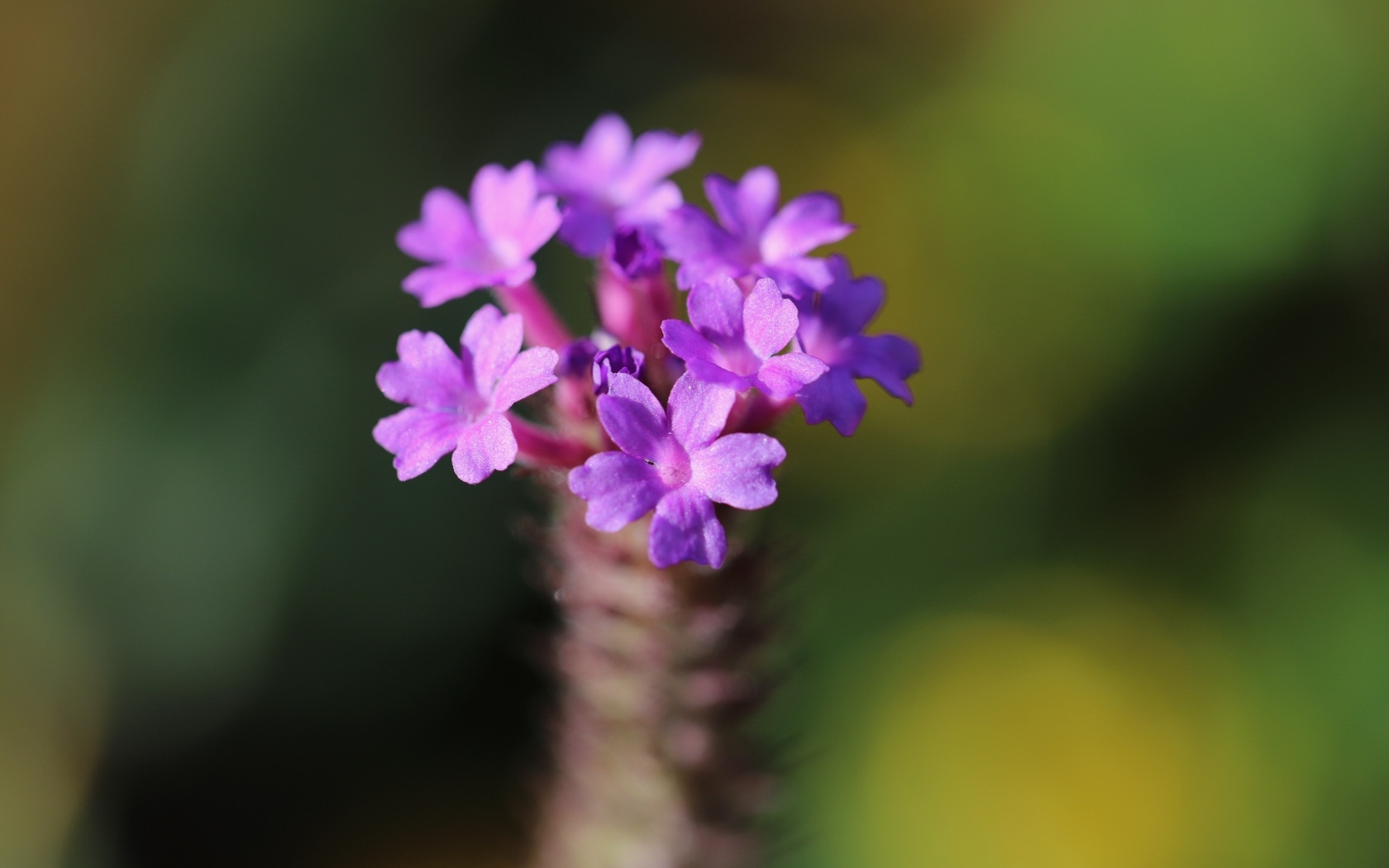 Нежный сиреневый цветок вербена жесткая