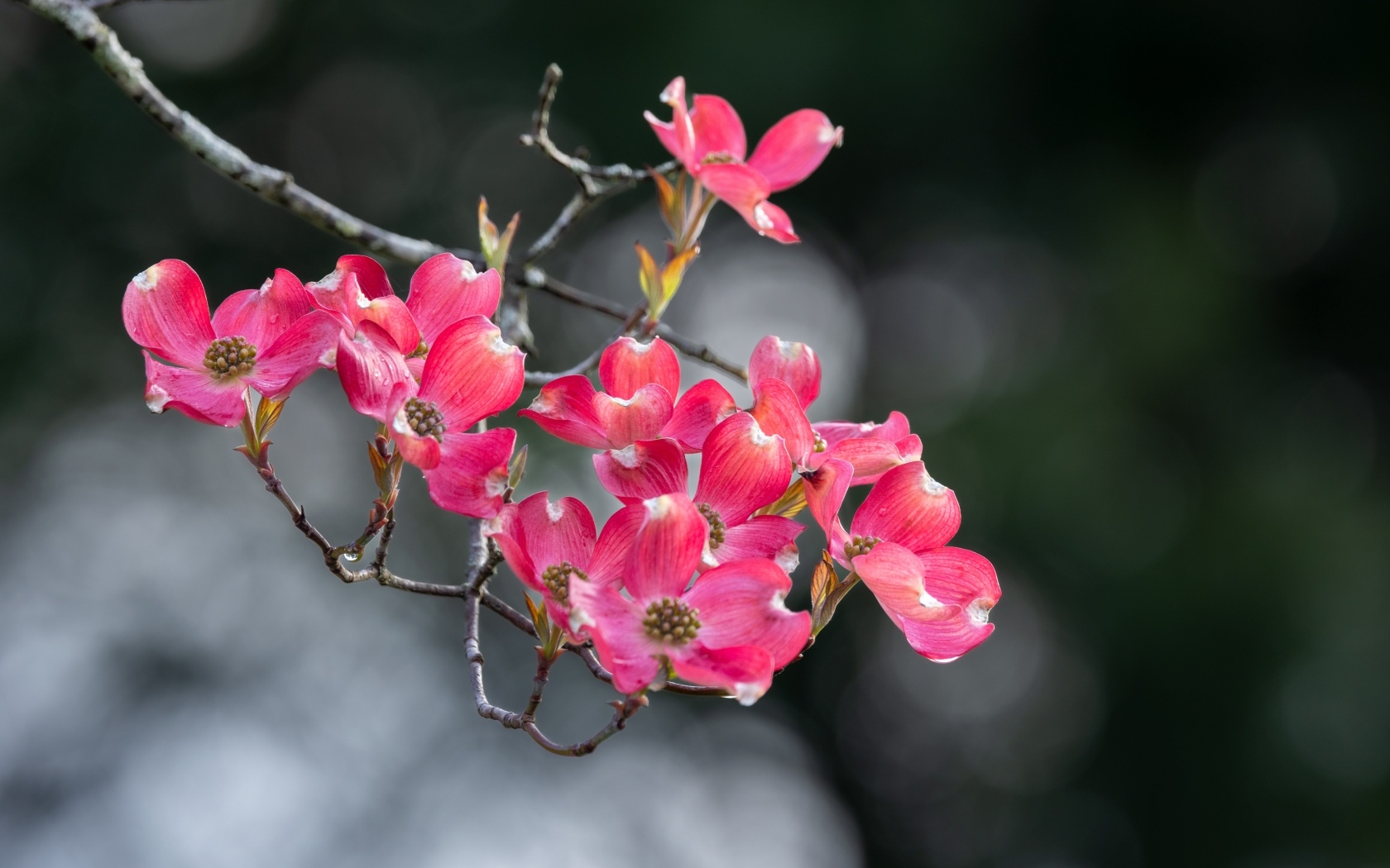 Нежные розовые цветы на ветке крупным планом