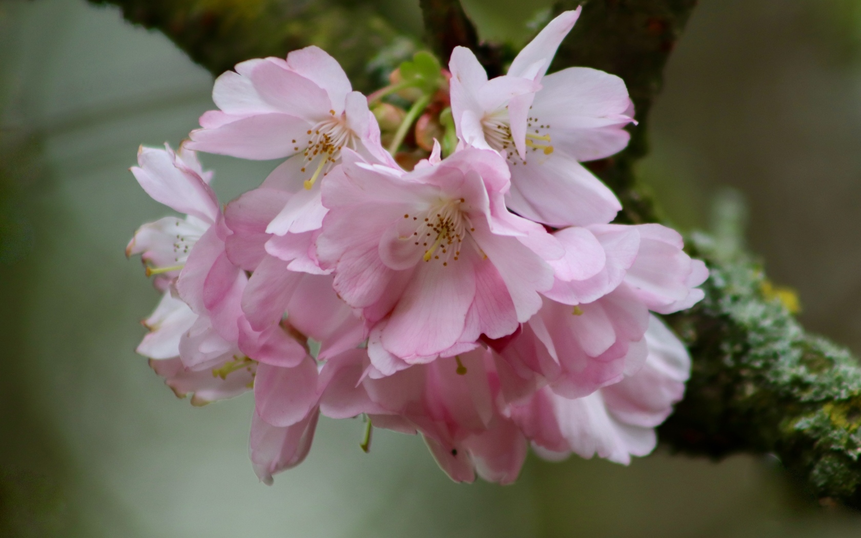 Нежные розовые цветы на ветке дерева вишни 