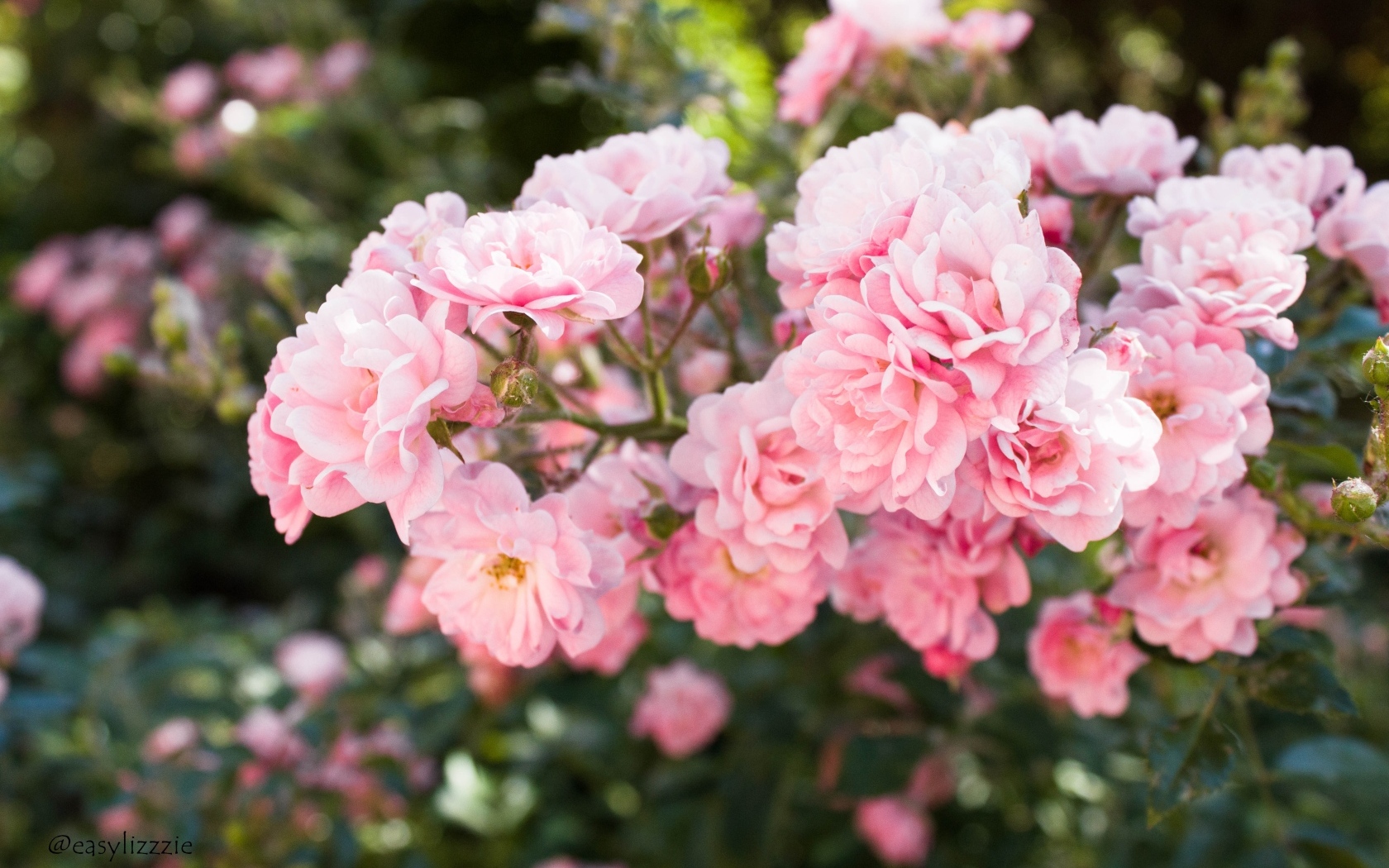 Нежные розовые садовые розы