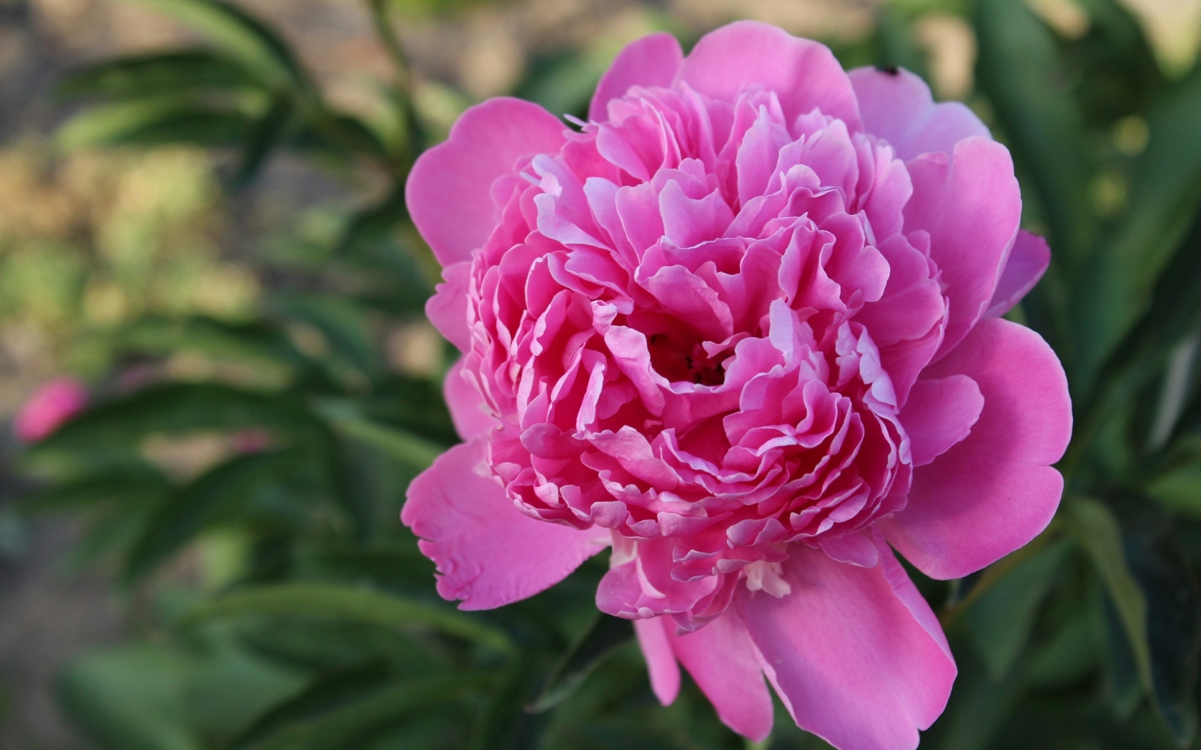 Нежный розовый пион на клумбе