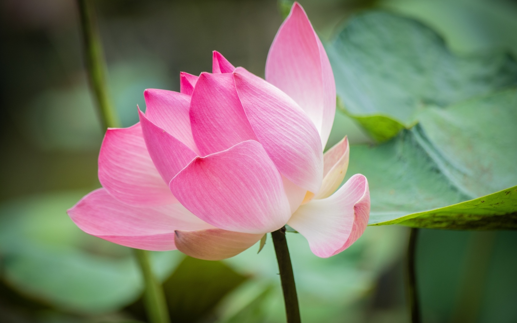 Нежные розовые лепестки красивого цветка лотоса