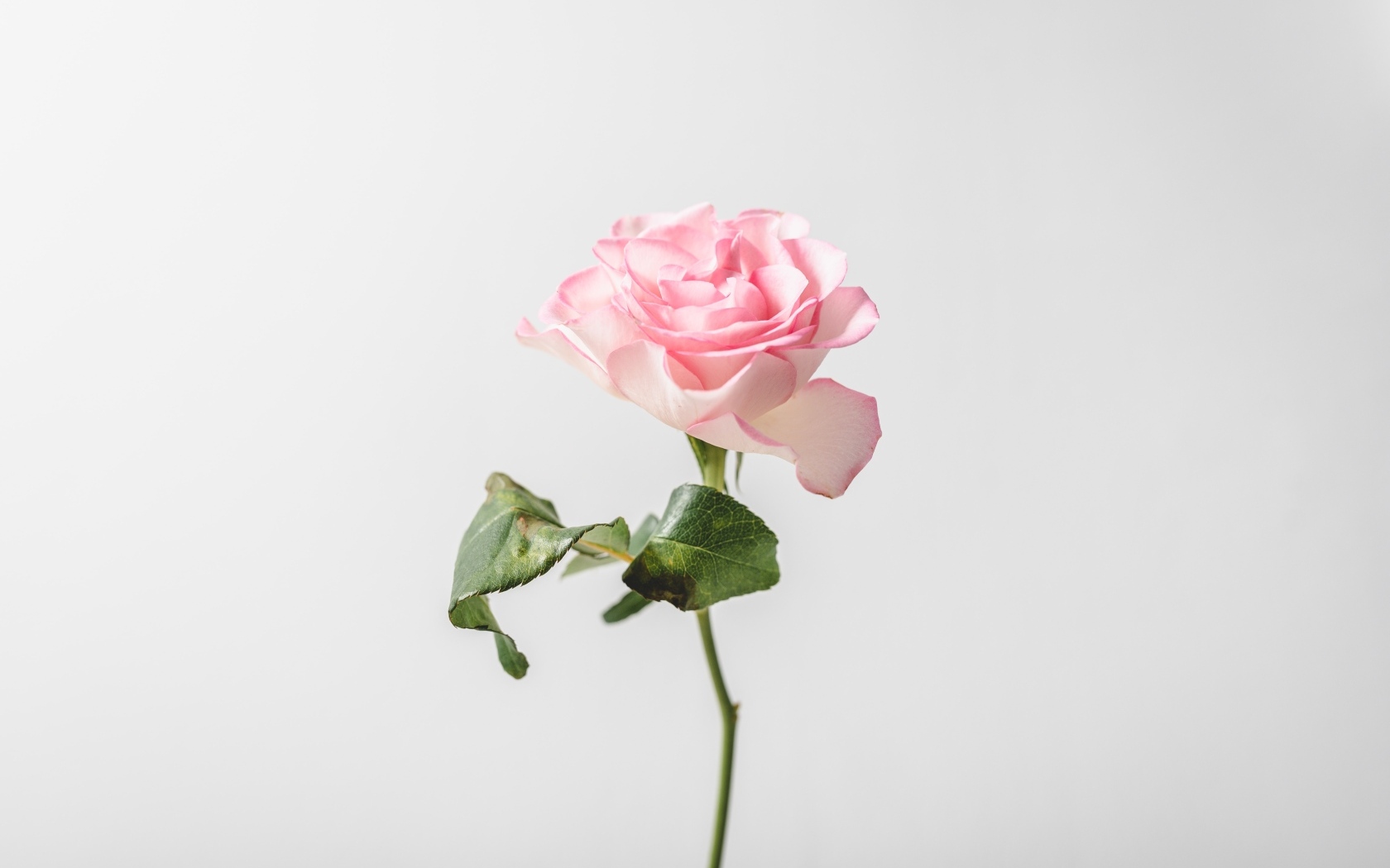 Нежная розовая роза на сером фоне