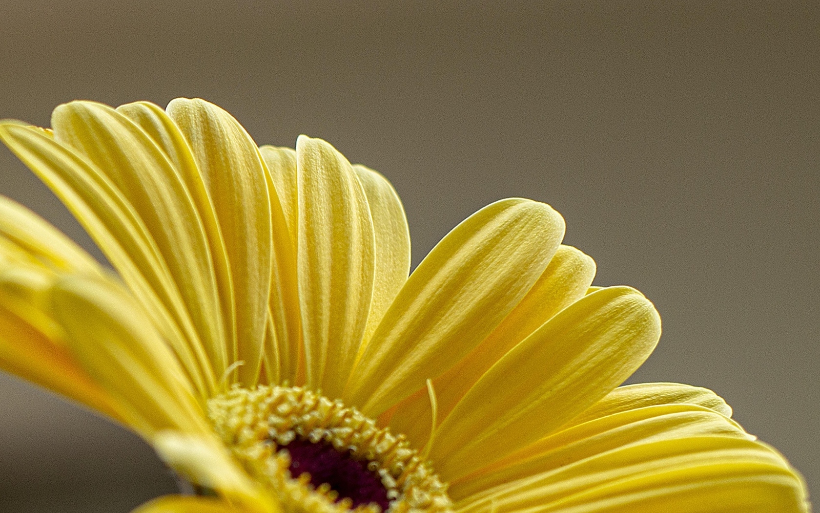 Нежные желтые лепестки герберы