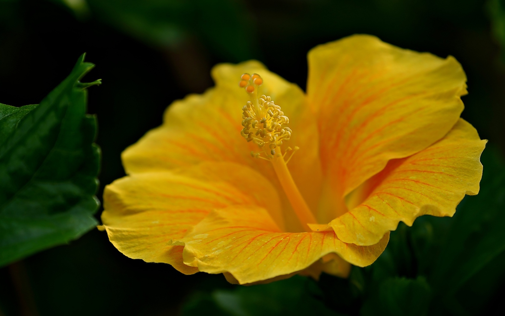 Нежный желтый цветок гибискуса крупным планом