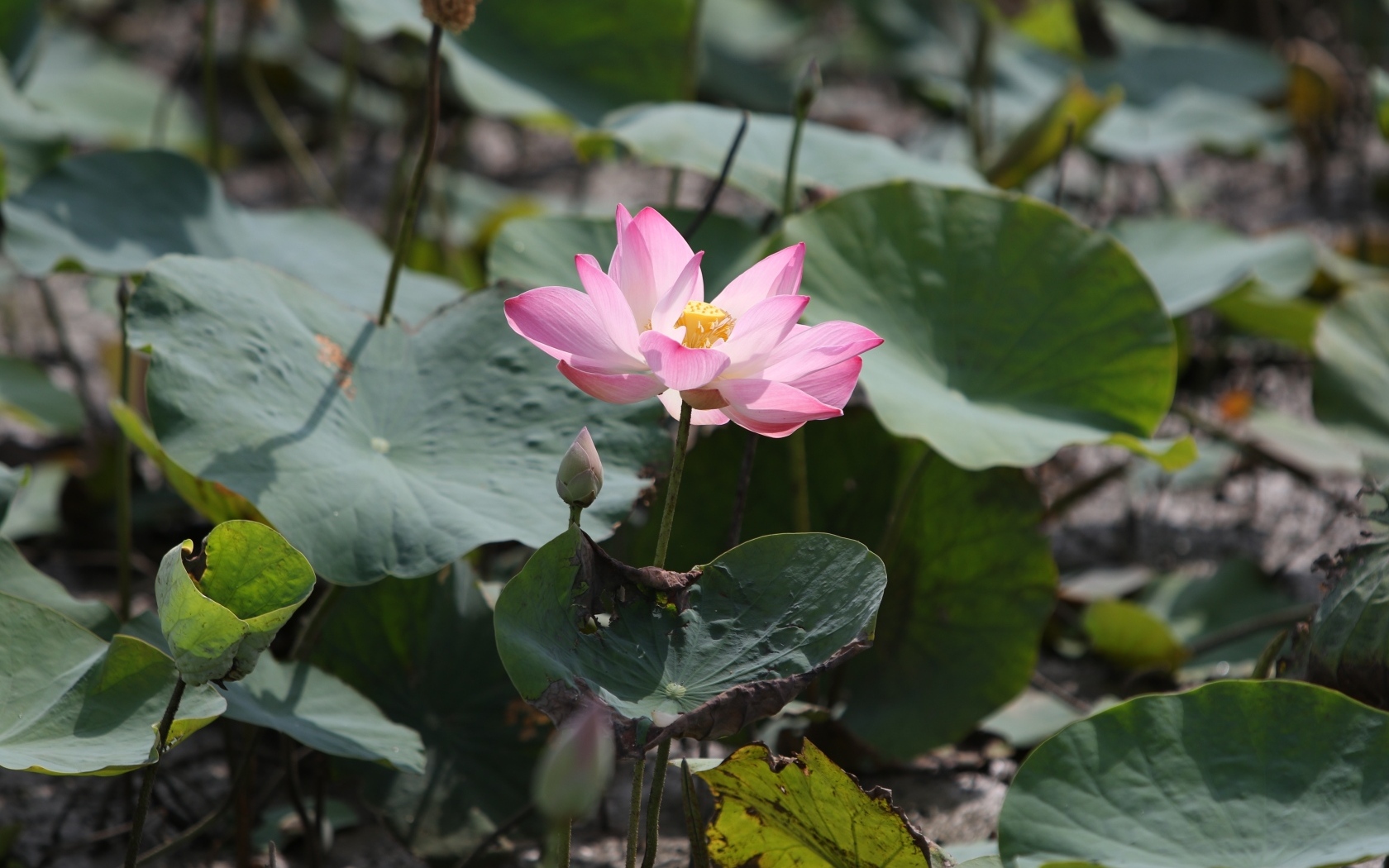 Экзотический цветок лотоса в воде крупным планом