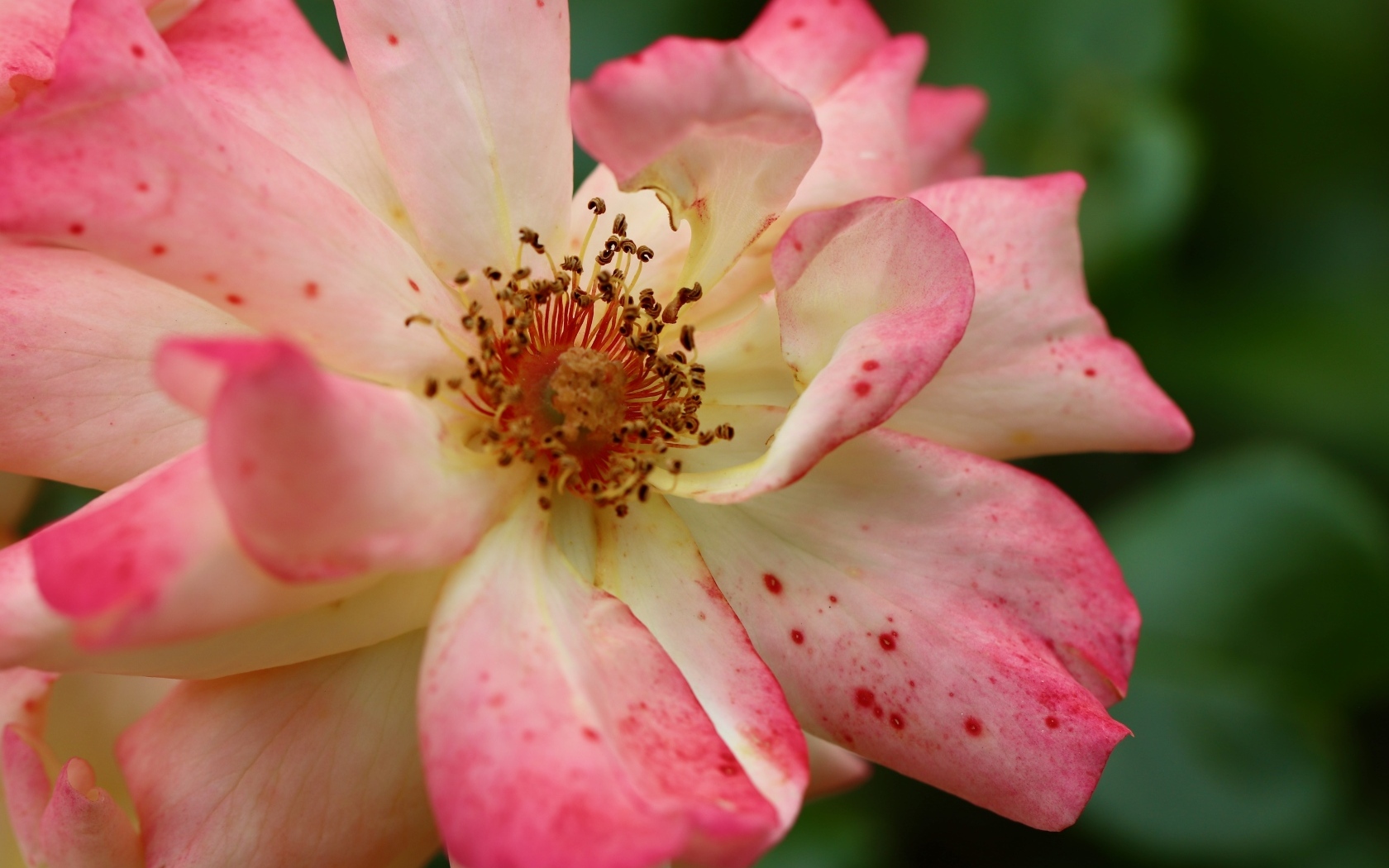 Отцветающая роза на клумбе крупным планом