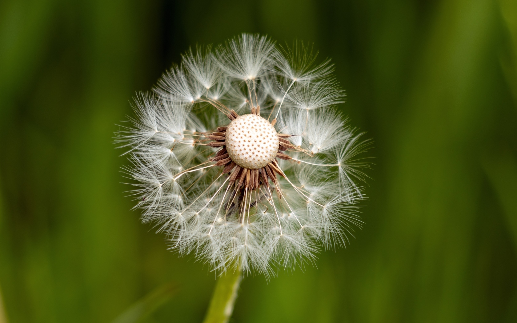 Опавший белый одуванчик