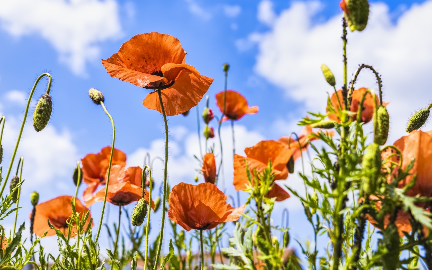Поле красных маков в лучах солнца летом