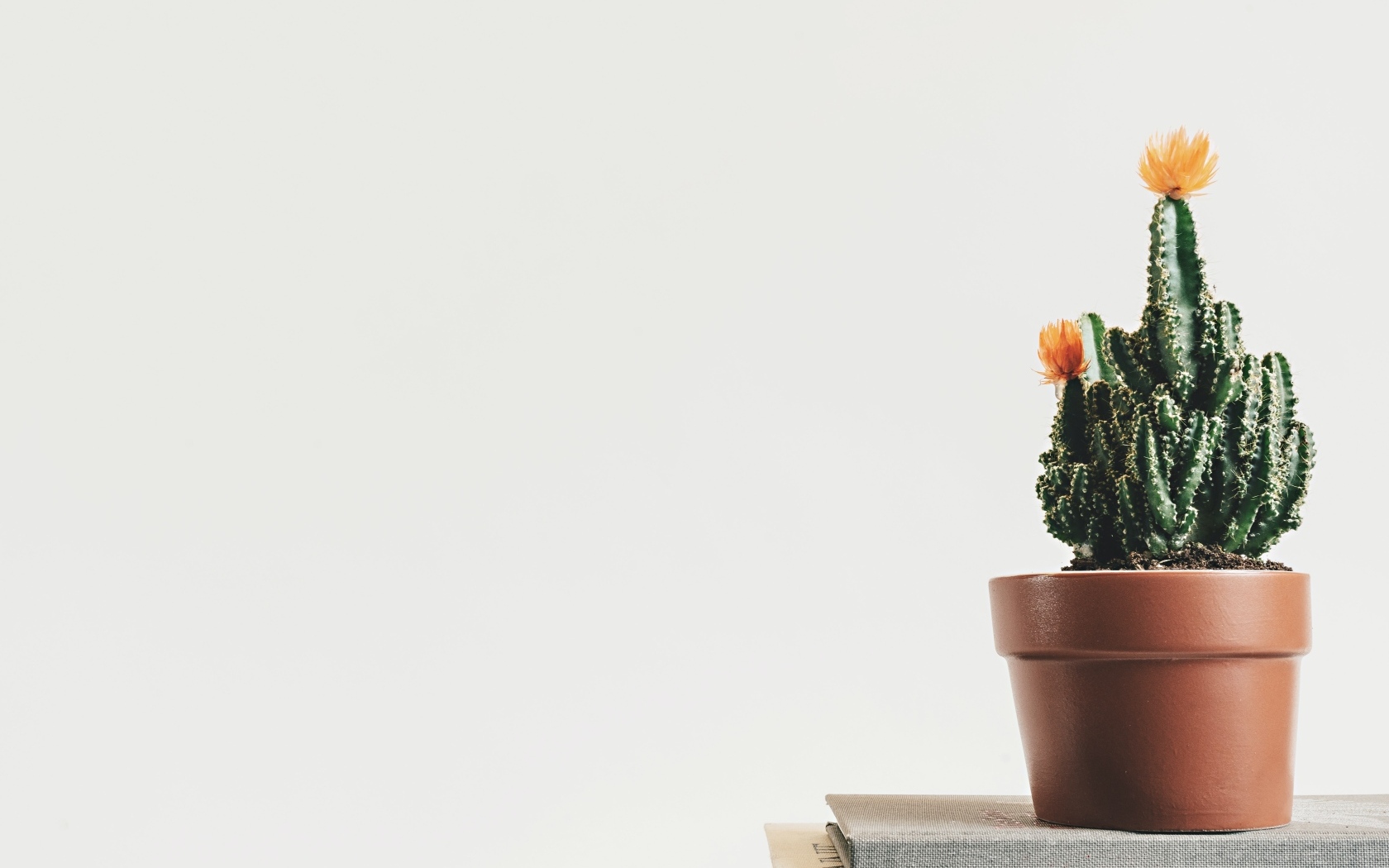 Зеленый цветущий кактус в горшке