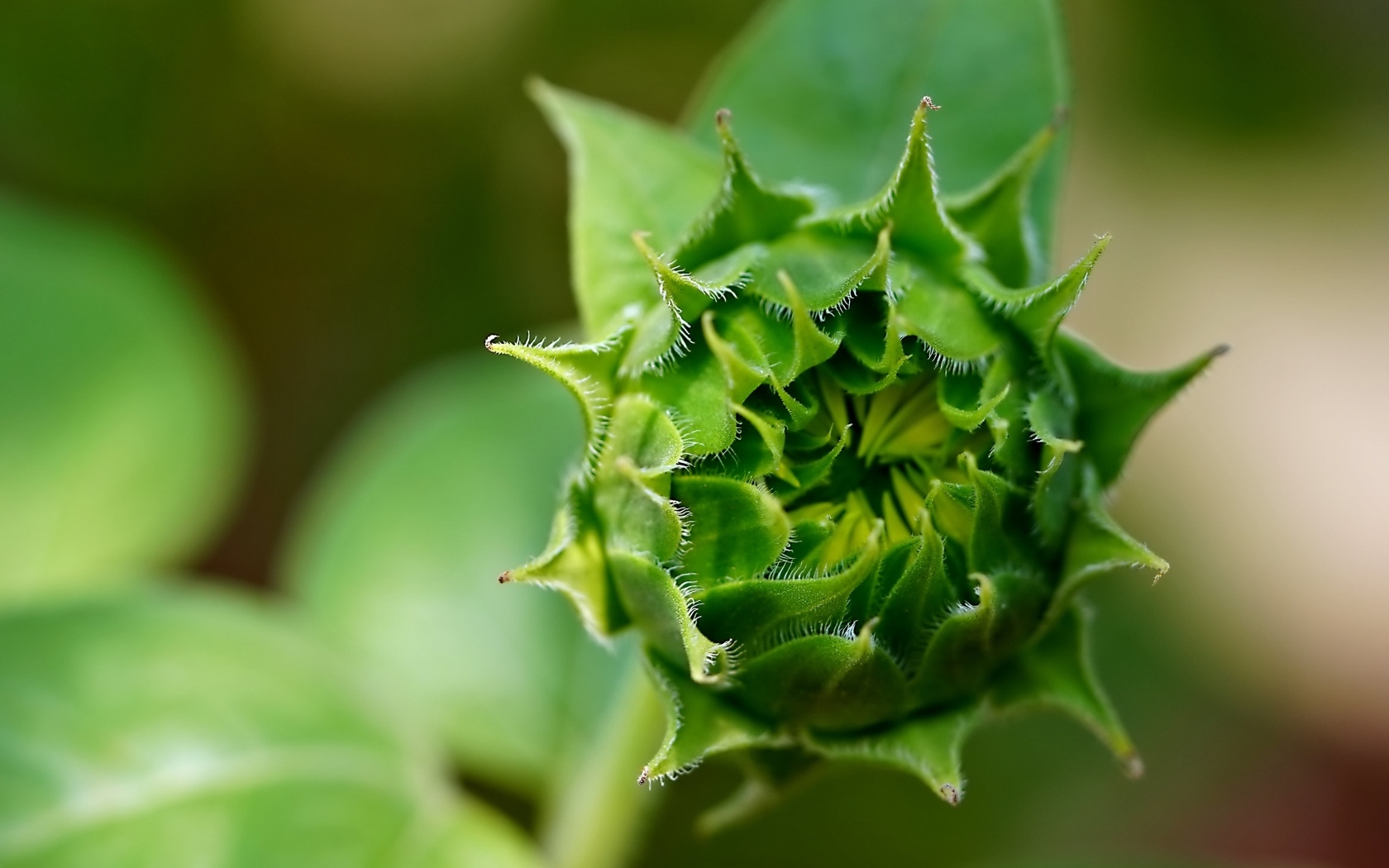 Зеленый нераспустившийся цветок подсолнуха