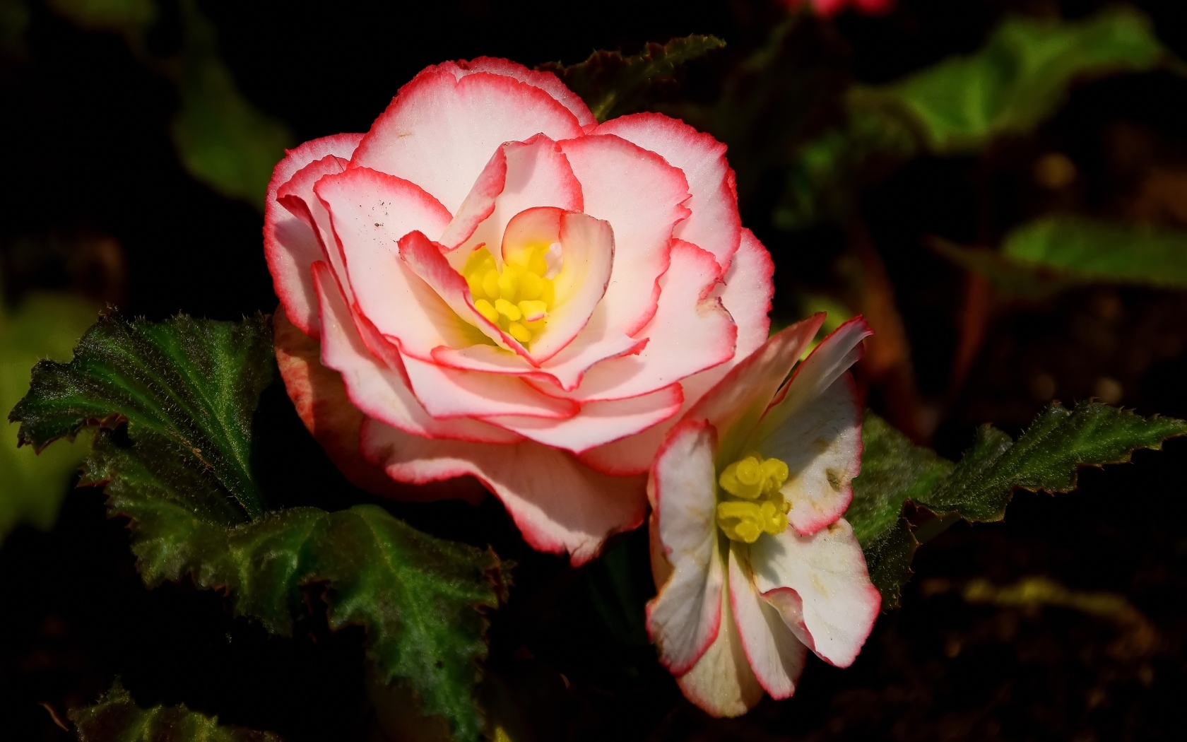 Комнатный цветок бегония крупным планом