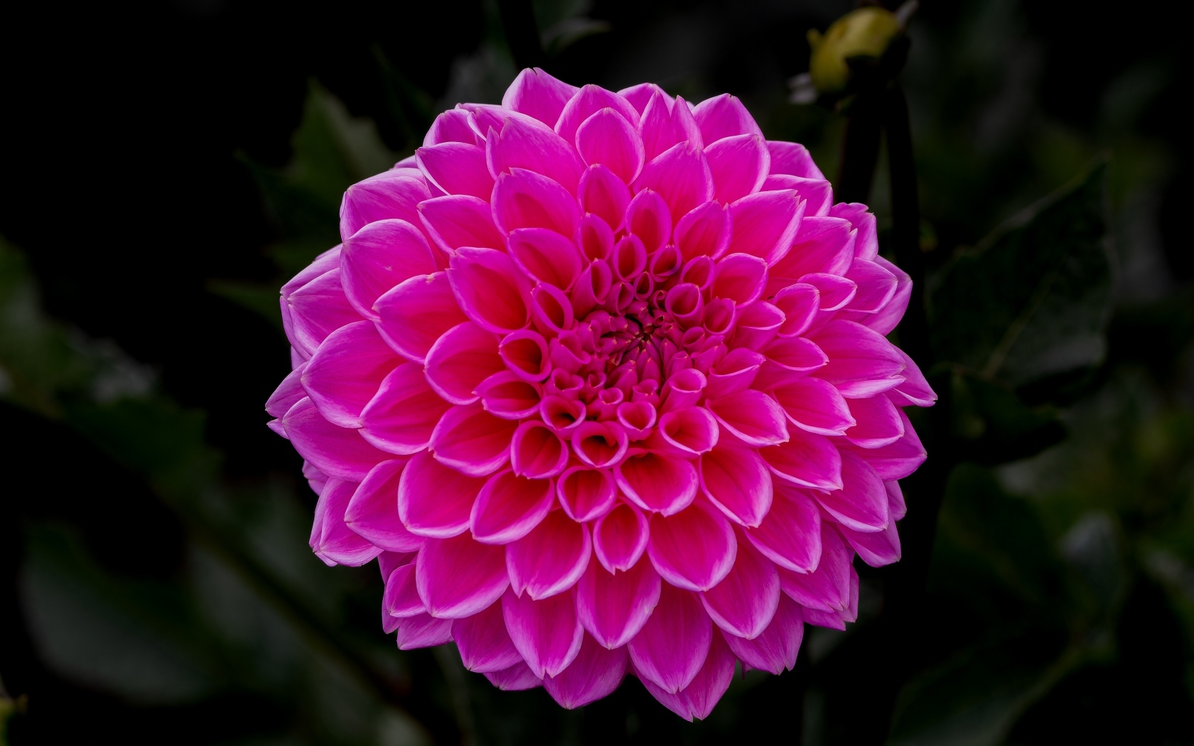 Большая пышная розовая георгина