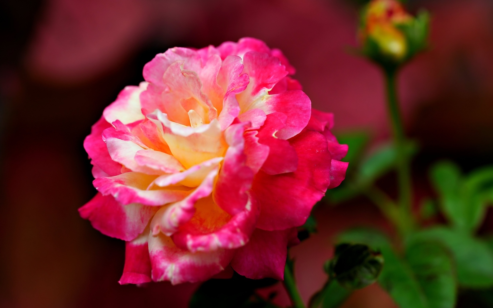 Крупная розовая роза с бутоном