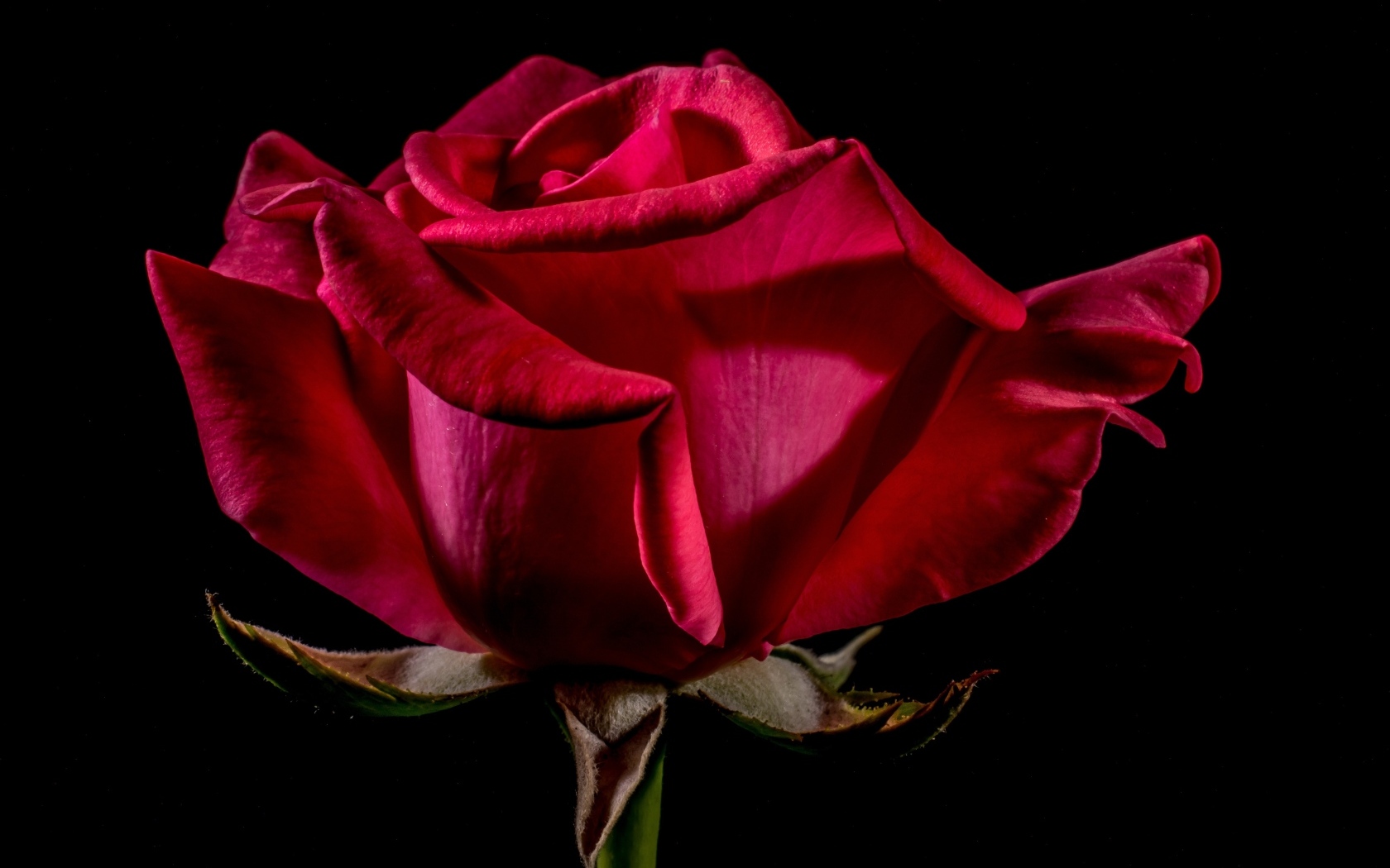 Большая красная роза крупным планом на черном фоне