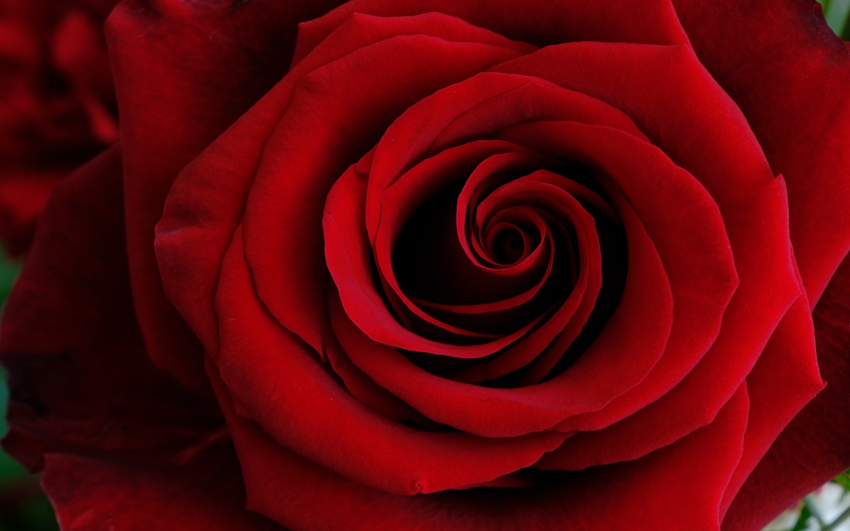 Крупные алые лепестки розы