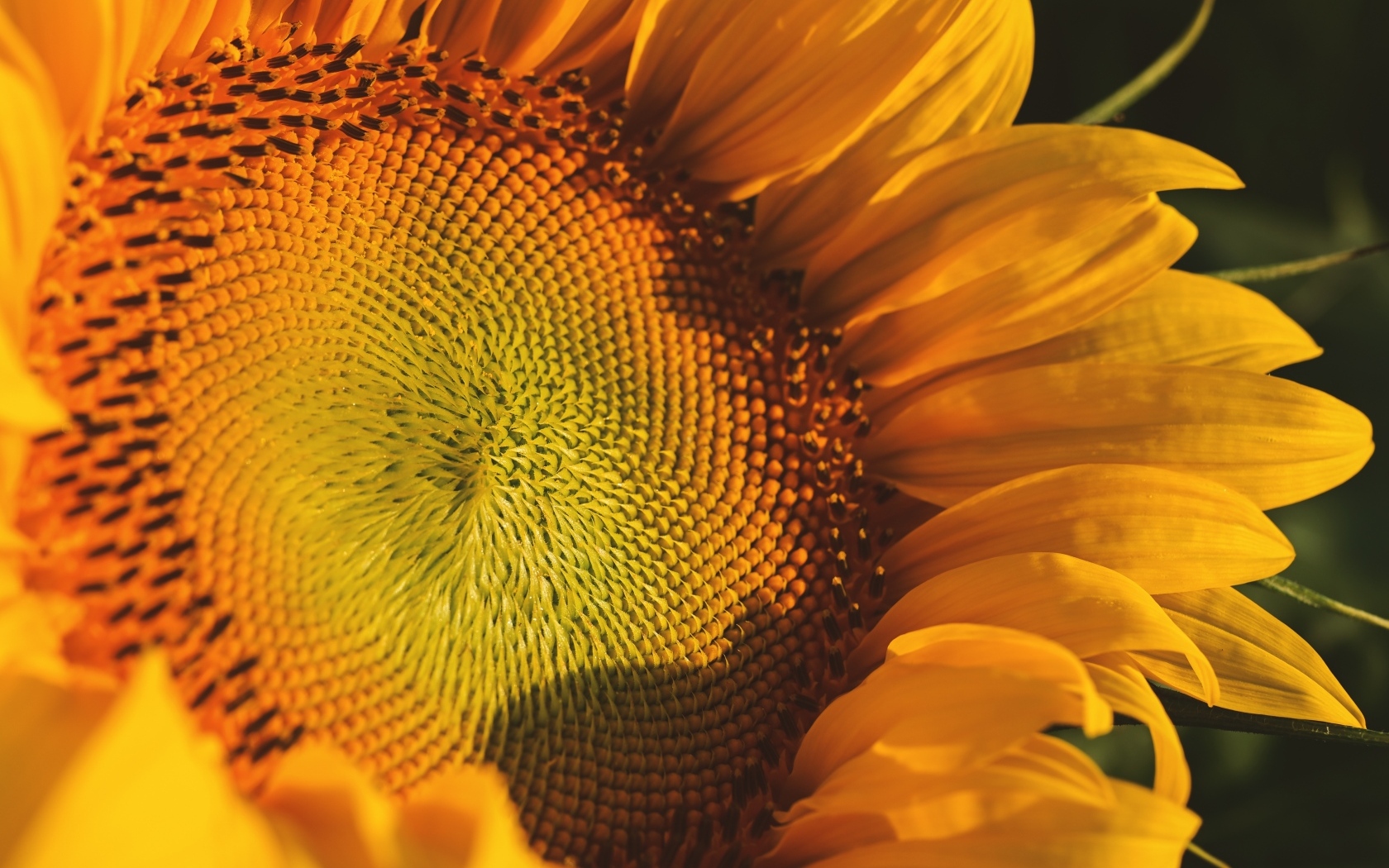 Большой желтый цветок подсолнуха в лучах солнца