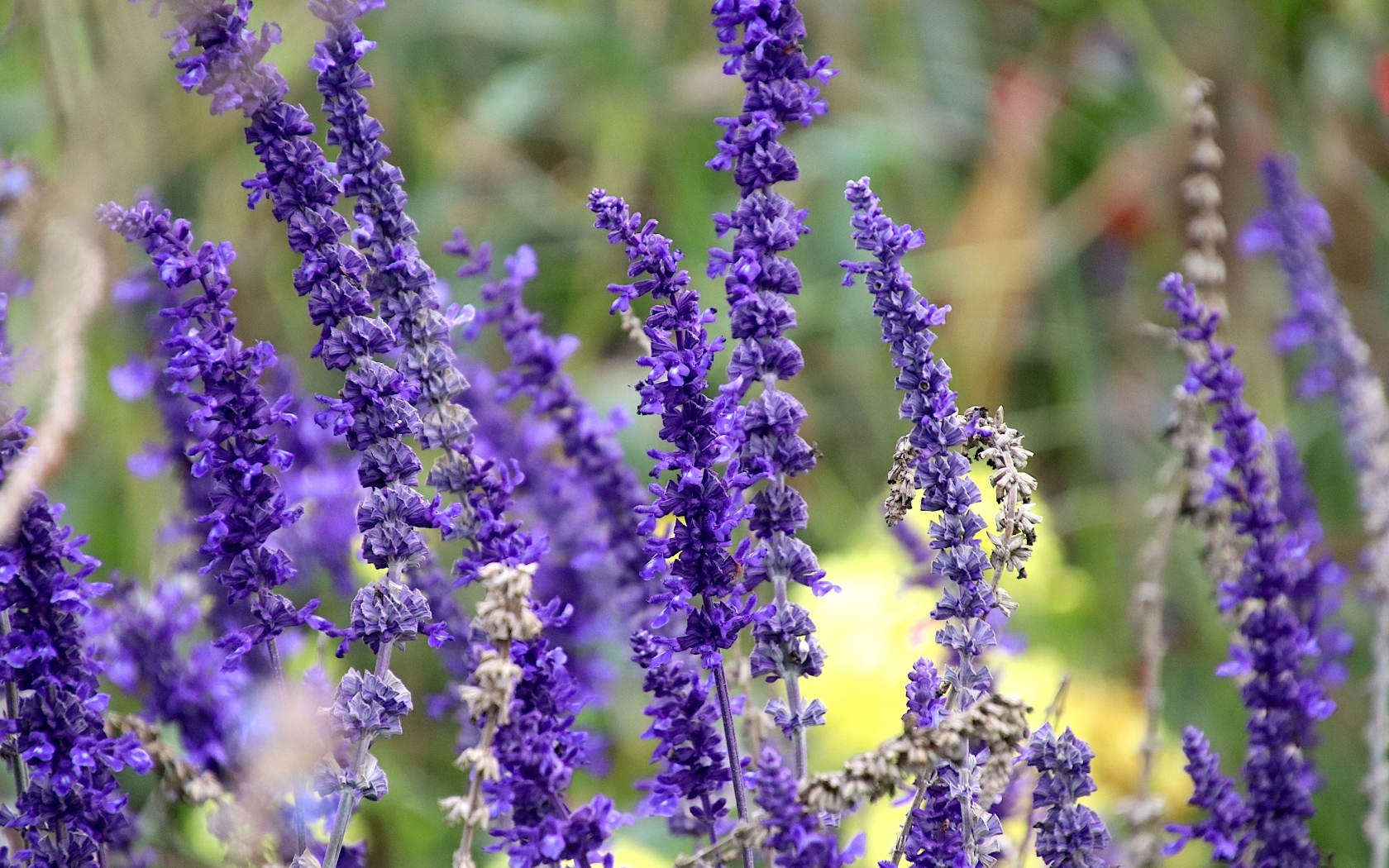 Цветы лаванды на поле 