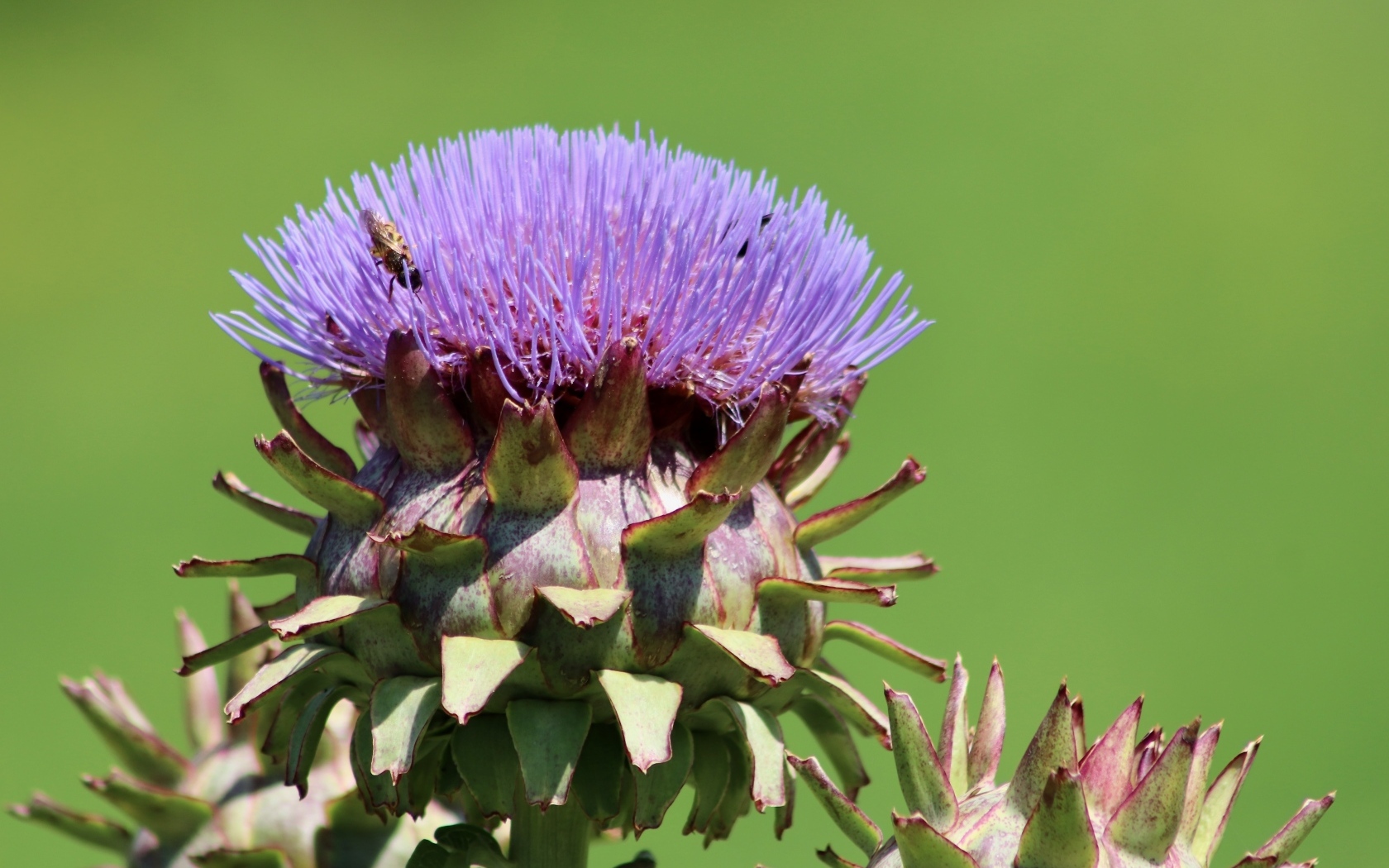 Сиреневый цветок артишока
