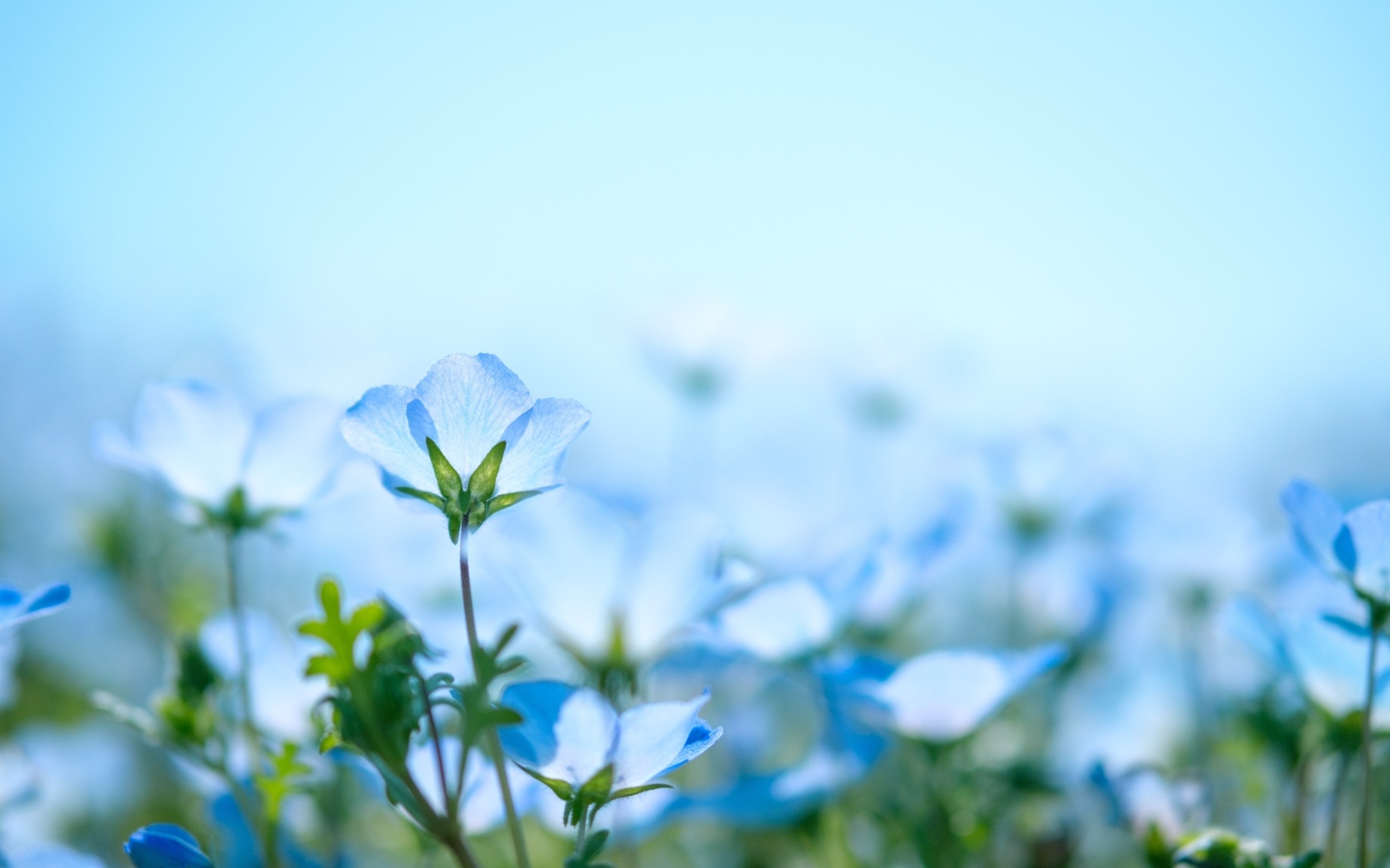Маленькие синие незабудки на поле 