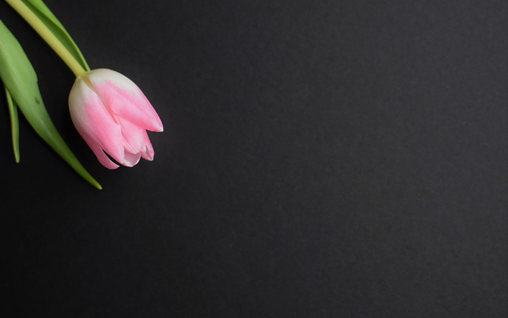 Одинокий розовый тюльпан на сером фоне