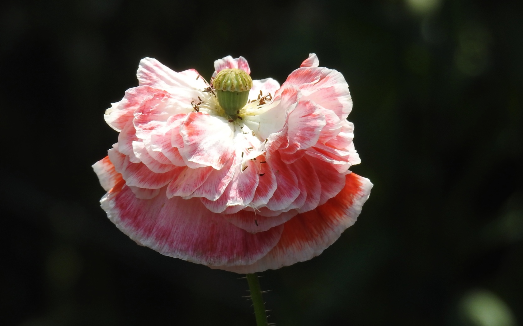 Пышный розовый цветок мака