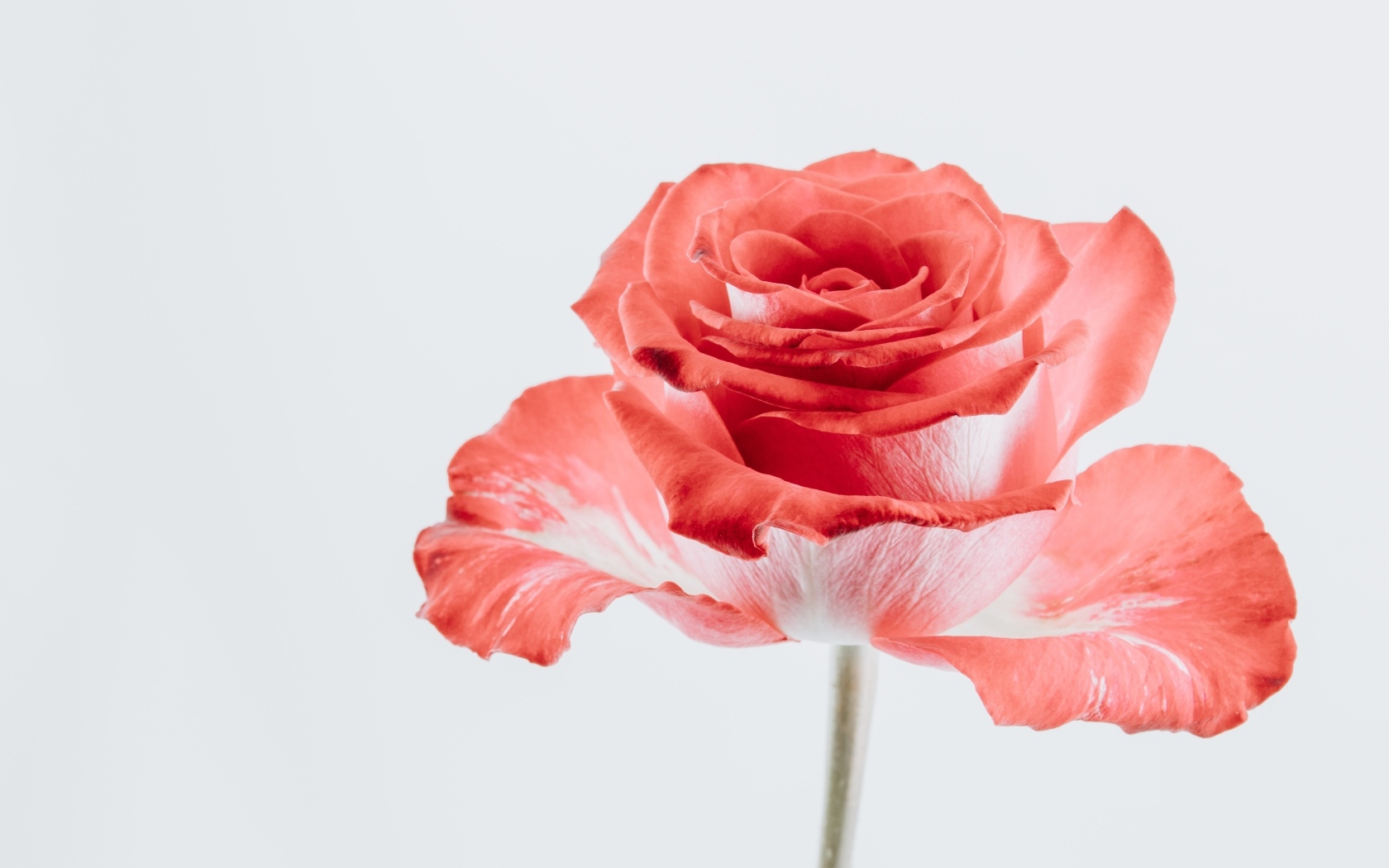 Макросъемка красного цветка розы на сером фоне