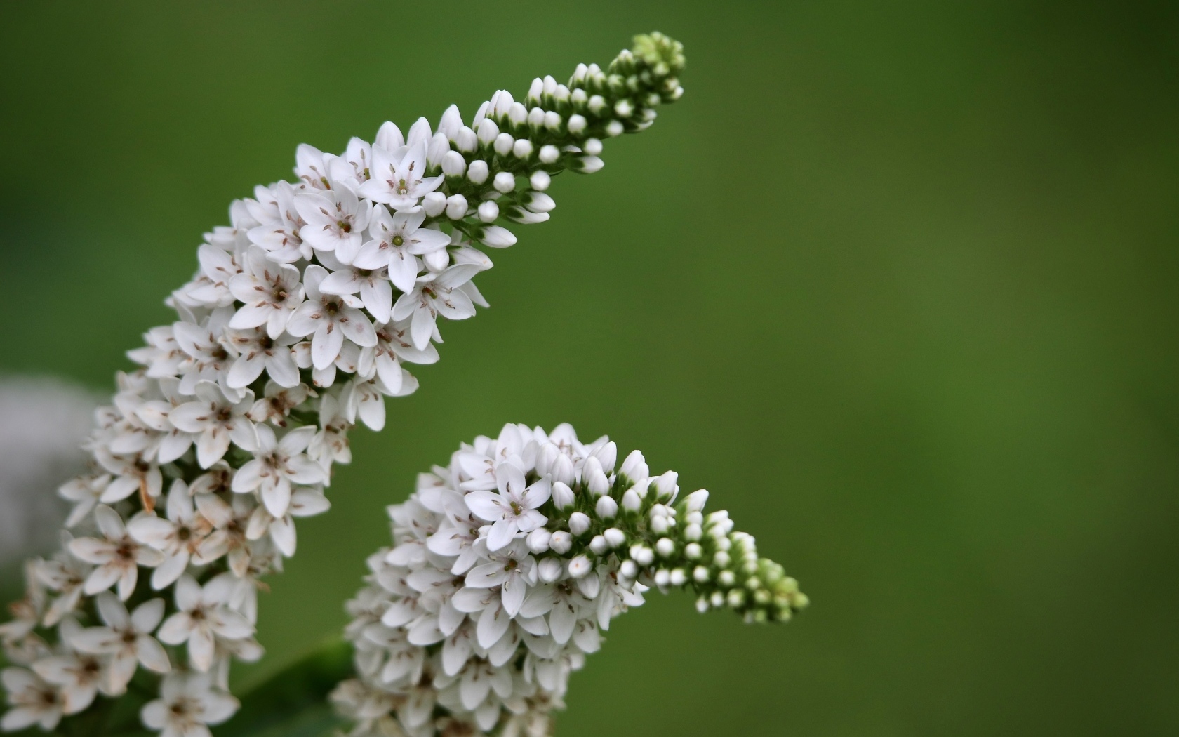 Много белых цветов вербейник