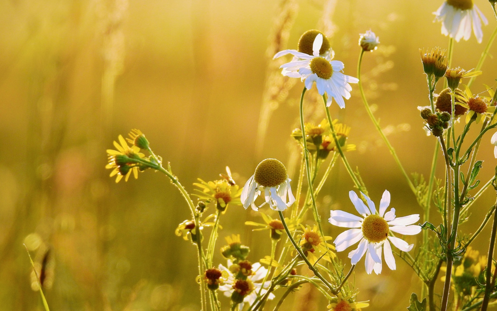 Лечебная белая ромашка на поле