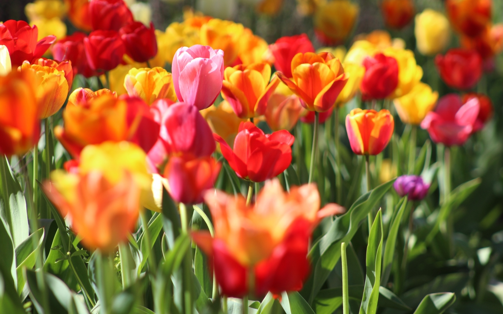 Разноцветные тюльпаны растут на клумбе в лучах солнца