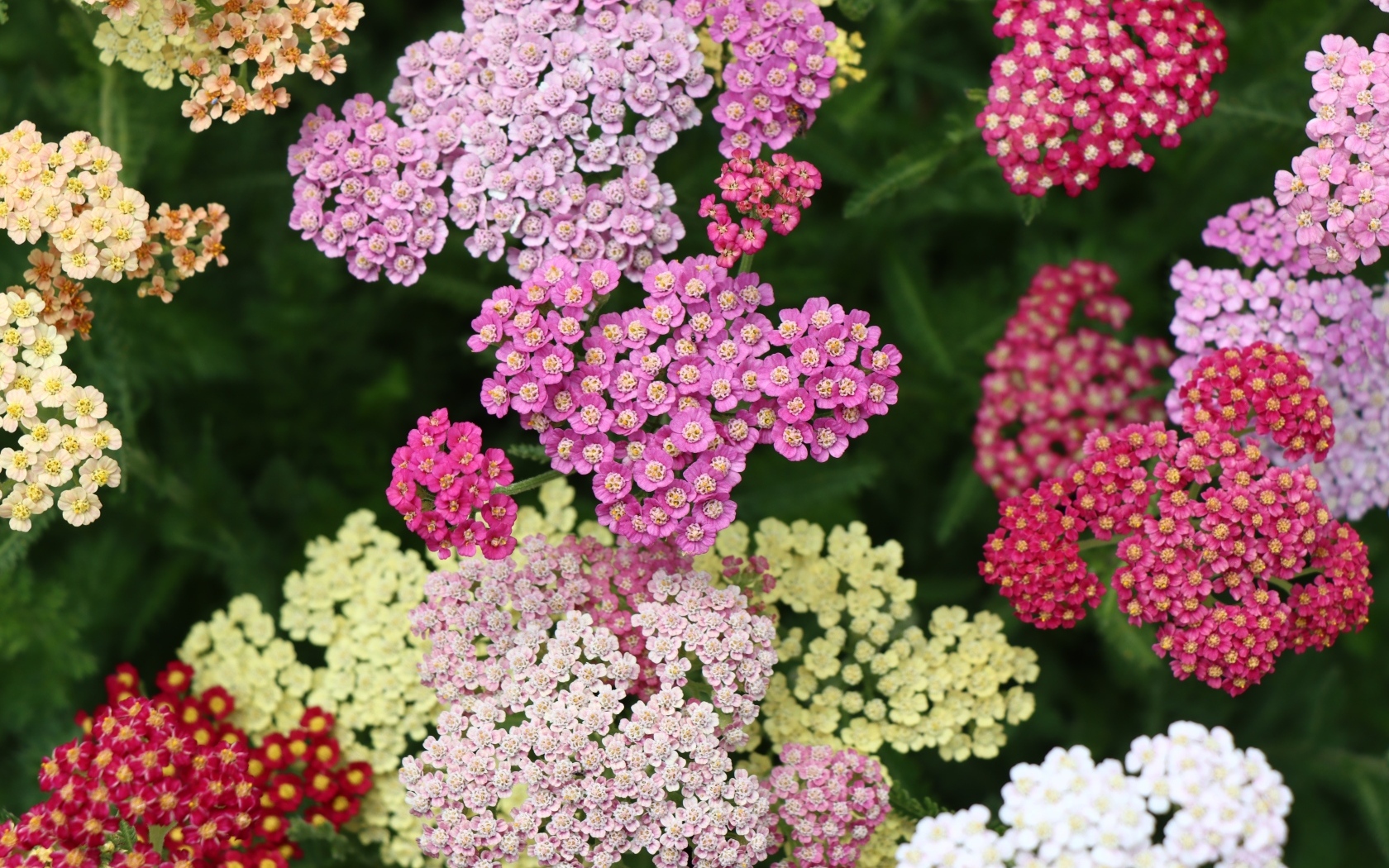 Разноцветные красивые цветы тысячелистника