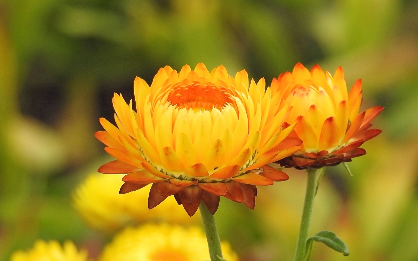 Оранжевые хризантемы крупным планом