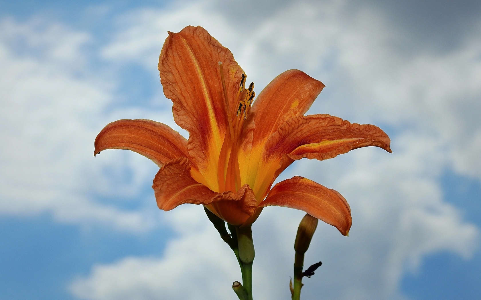 Оранжевый цветок лилейника на фоне неба