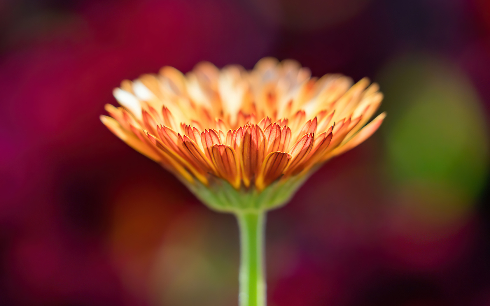 Оранжевый цветок герберы крупным планом