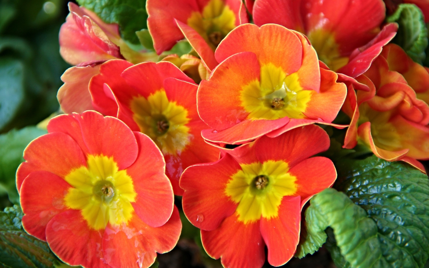 Оранжевые комнатные цветы примула