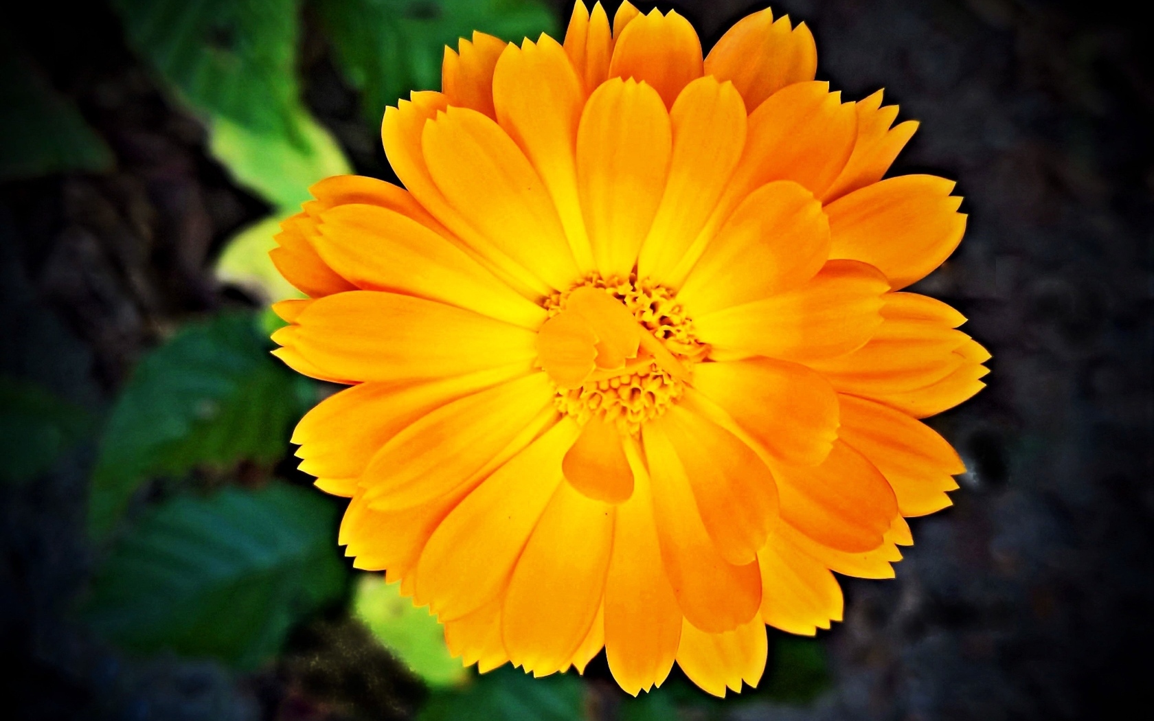 Оранжевый цветок календулы крупным планом