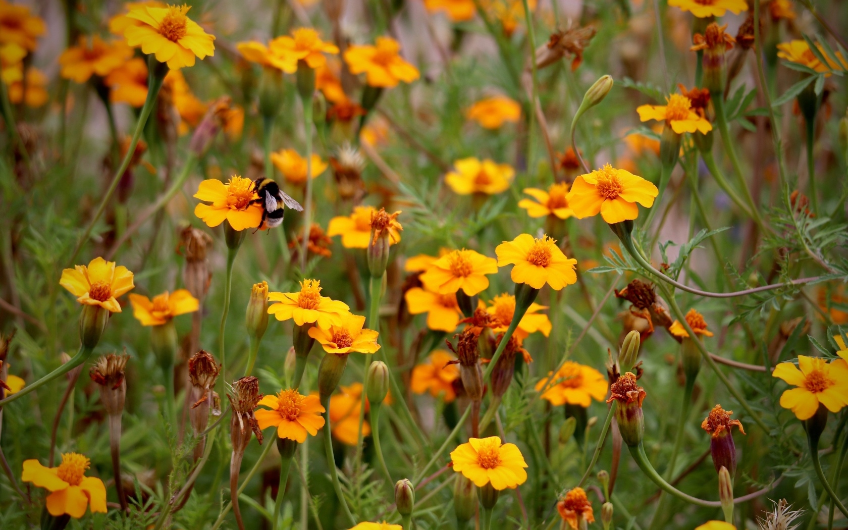 Оранжевые цветы бархатцы на клумбе