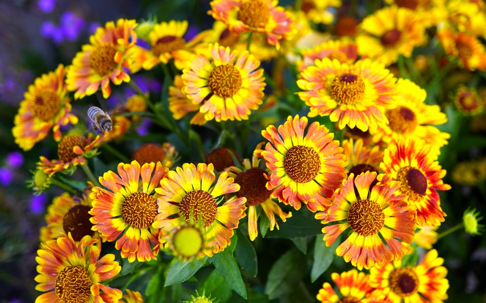 Оранжевые мелкие садовые цветы