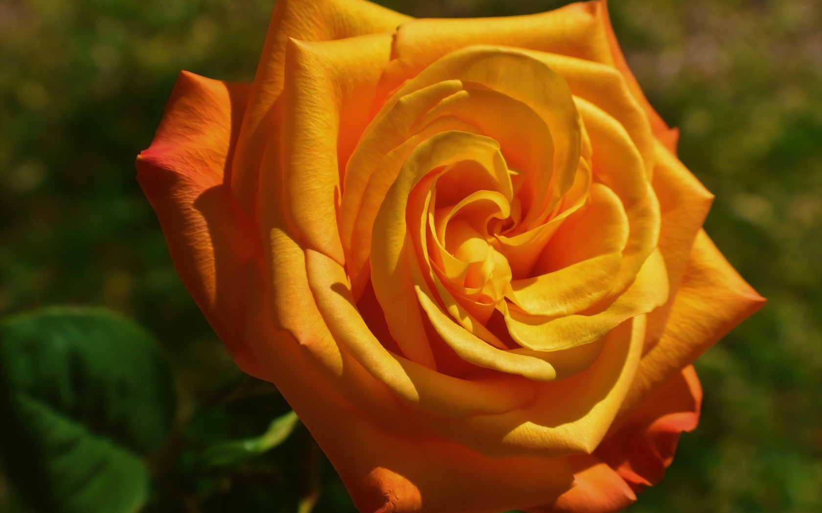 Оранжевая чайная роза на клумбе