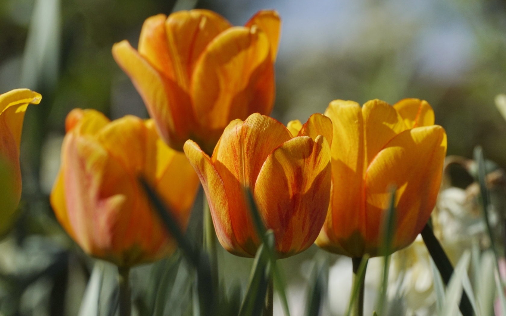 Оранжевые тюльпаны в лучах теплого солнца