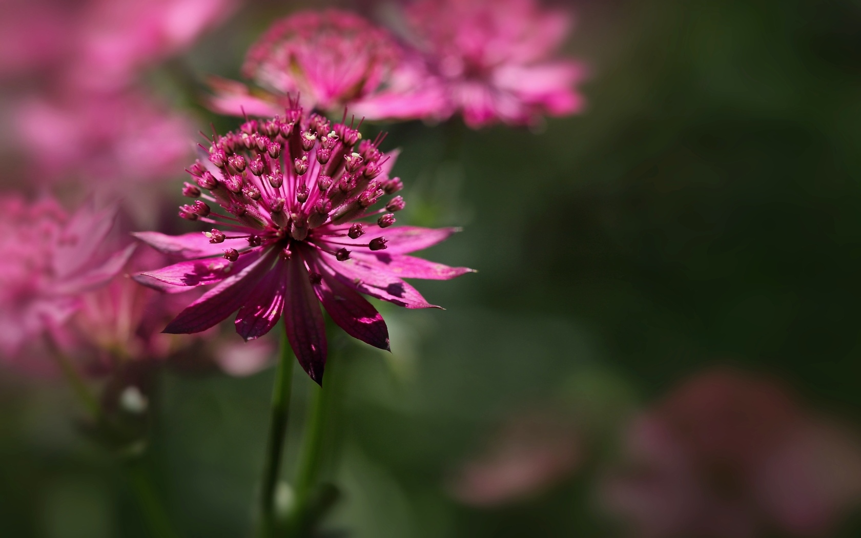 Розовый цветок Астранция крупным планом