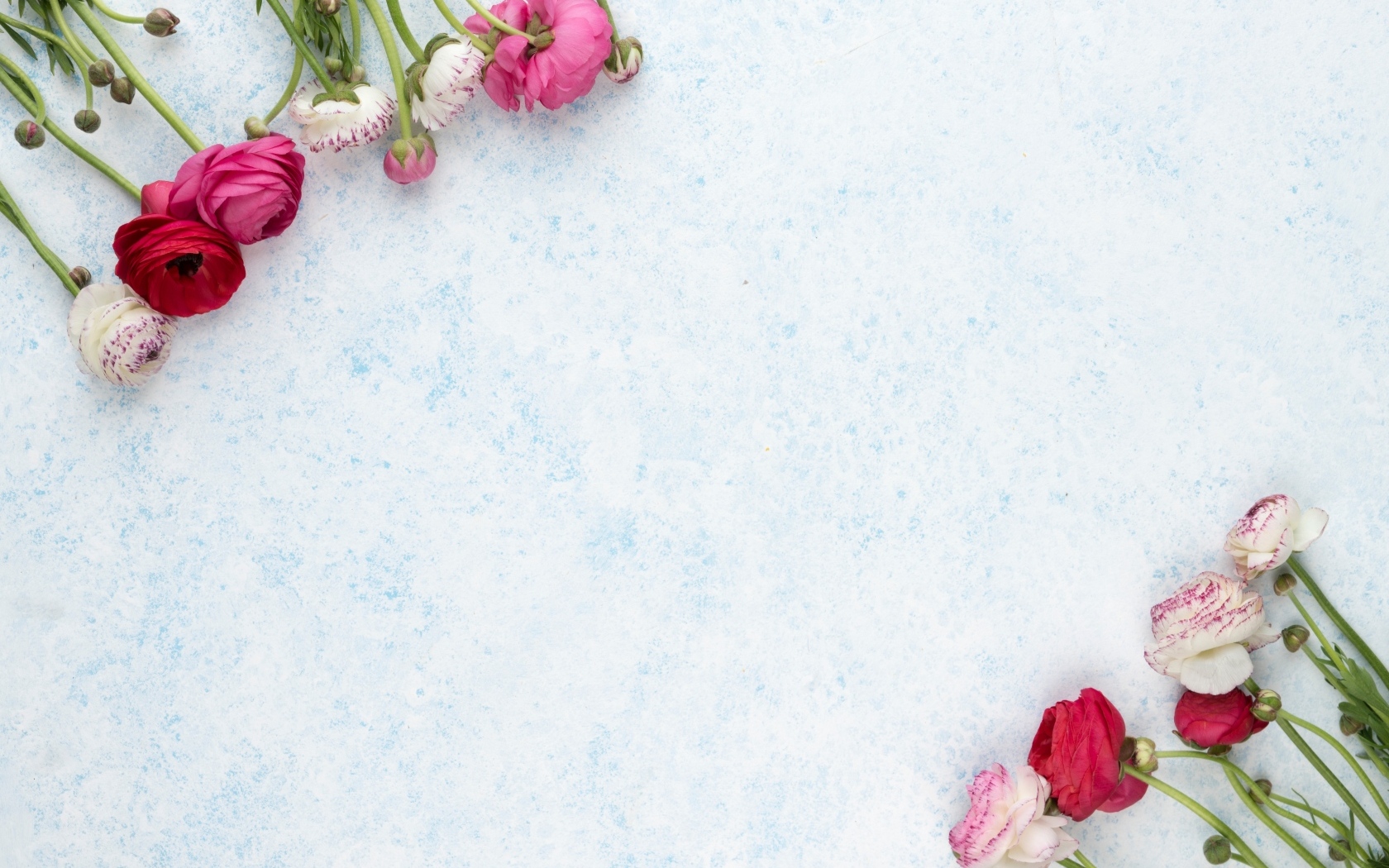 Розовые и красные лютики на голубом фоне